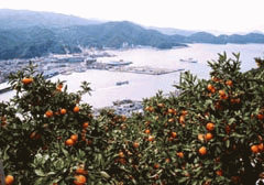 愛媛県八幡浜市